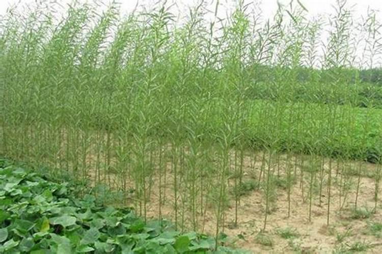 彩叶杞柳能种在东北吗