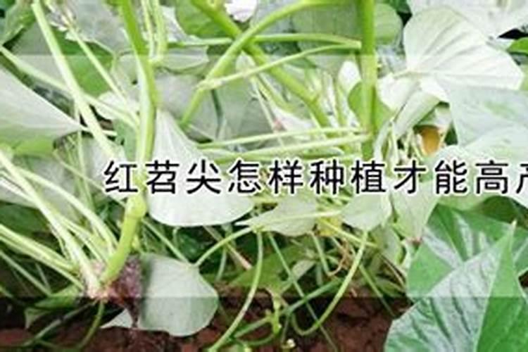 红薯叶发黄生红蜘蛛怎么治