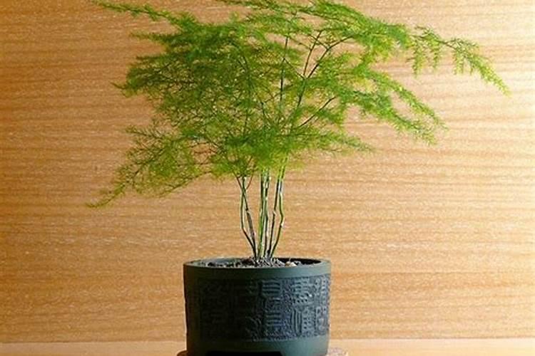 文竹喜欢什么肥料