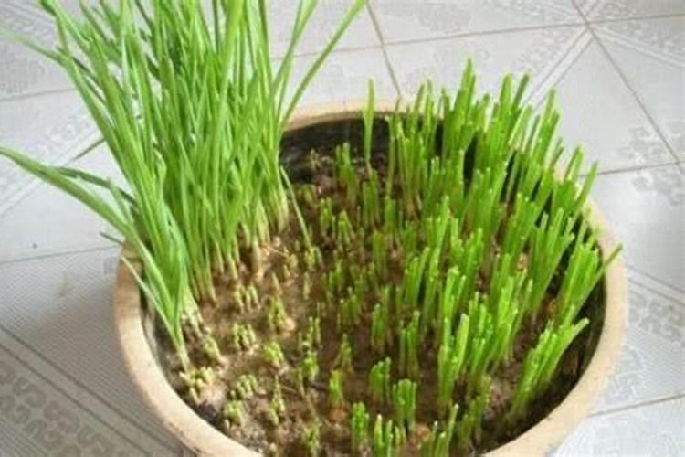 蒜苗用什么肥料生长快