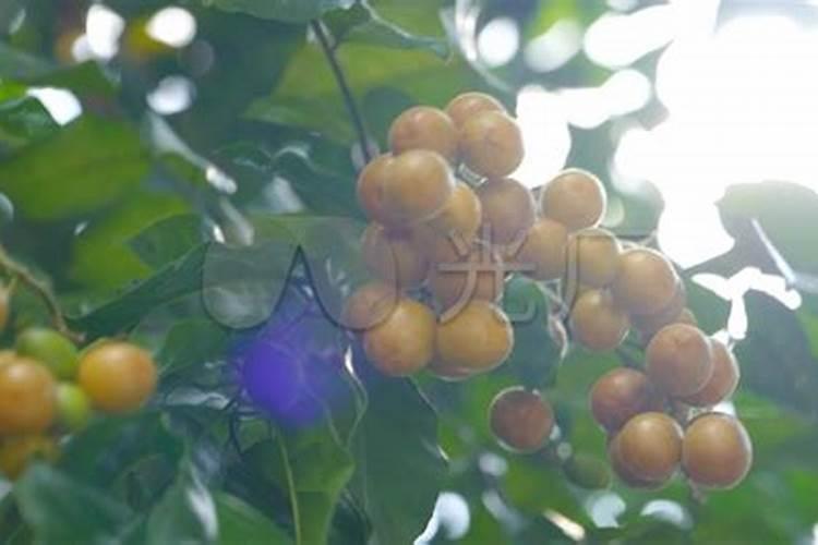 如何促进黄皮花芽分化和开花时间？