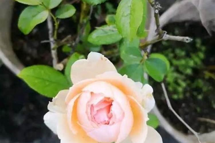 月季开花后还需要施肥吗