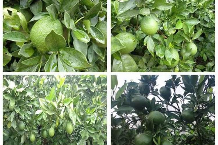 脐橙膨大果实能喷施叶面肥吗？