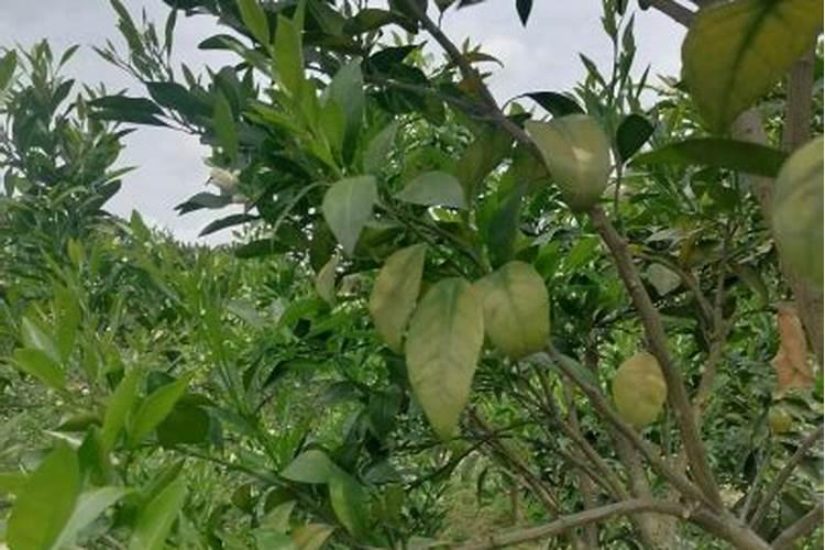 脐橙树缺钾的症状和补救措施有什么？
