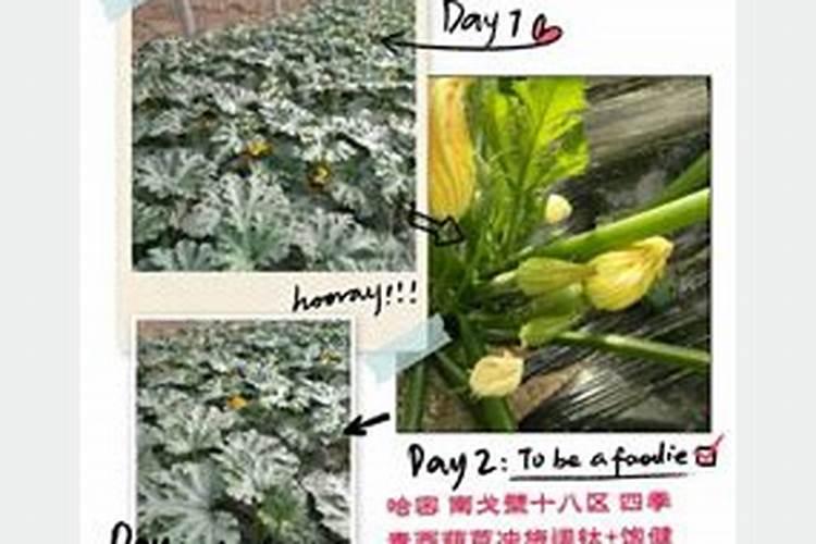 西葫芦施什么肥能高产 高产的方法有哪些