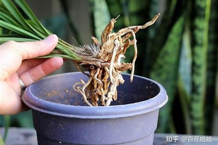 兰花快速生根粉的正确用法