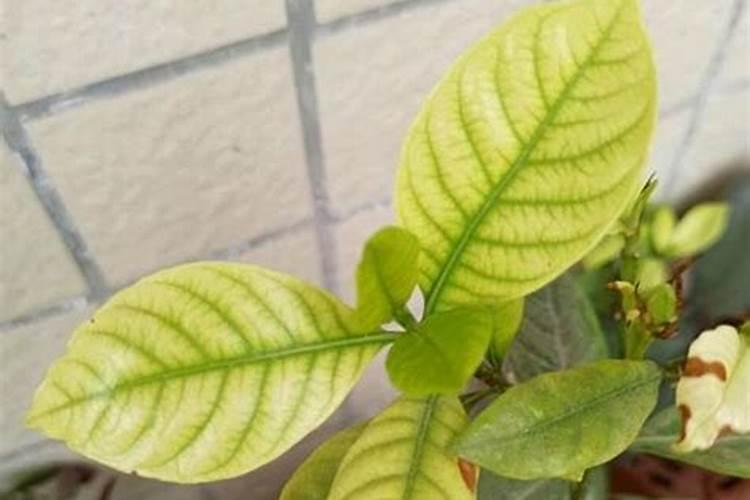 栀子花叶子黄了是什么原因,该怎么处理？