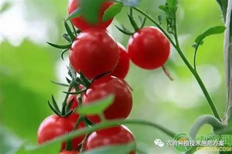 种植番茄也要施氮肥吗？在什么时候施氮肥效果好呢？