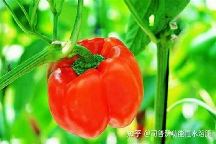 绿色生态农业概念股有哪些？