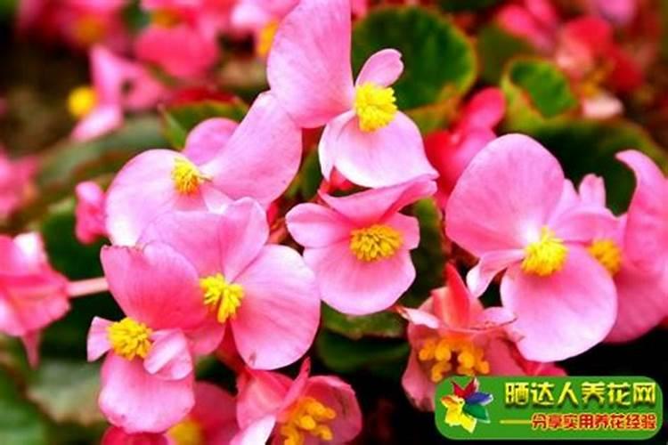 四季秋海棠施什么肥