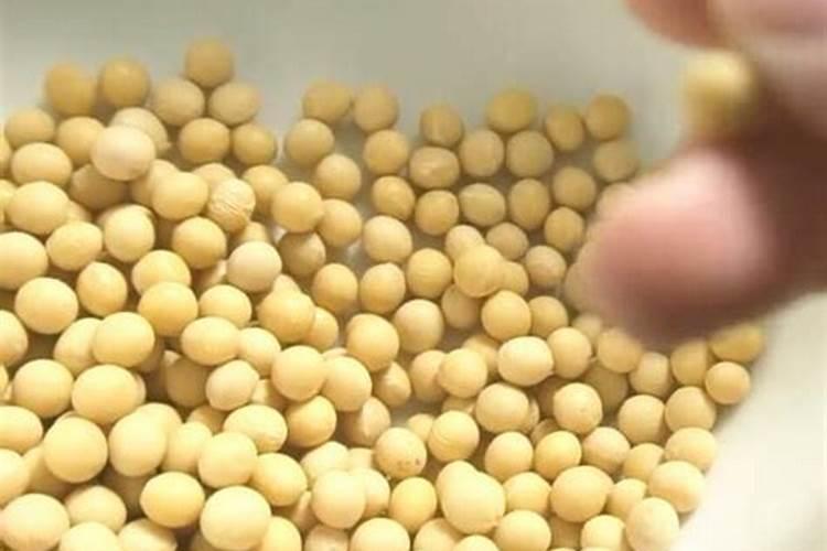 黄豆发酵后是磷钾肥吗