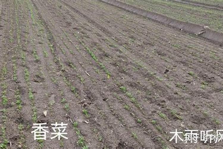 麦子倒了影响产量吗