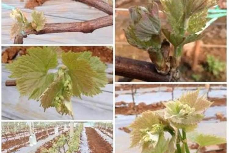 葡萄种植不同时期如何追肥施肥注意事项