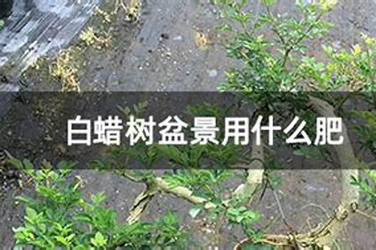 对节白蜡适合什么肥