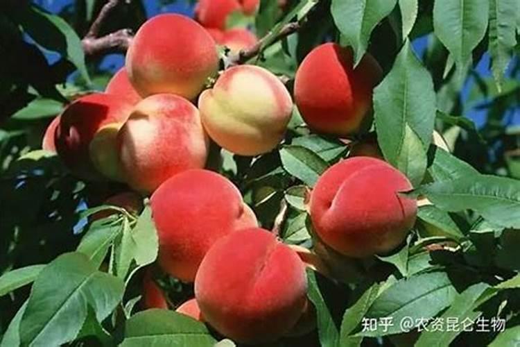 桃树补钙用什么好钙肥