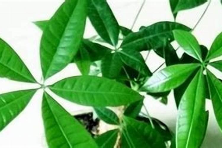 氮肥适合哪些植物与花