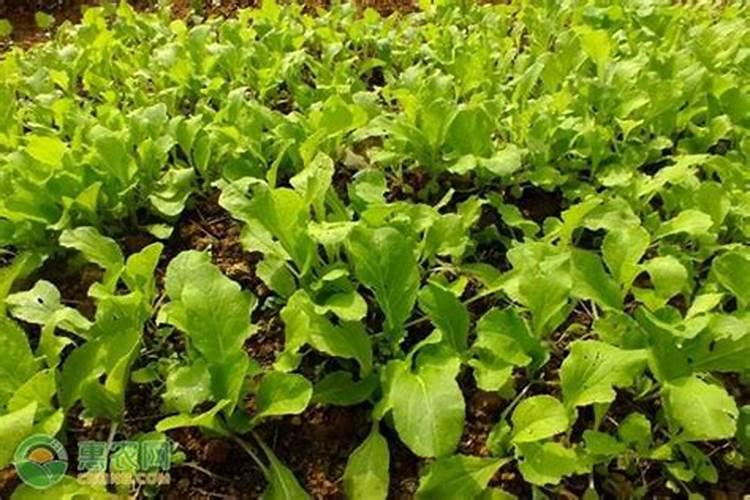小白菜出芽后几天浇肥 可以施复合肥吗