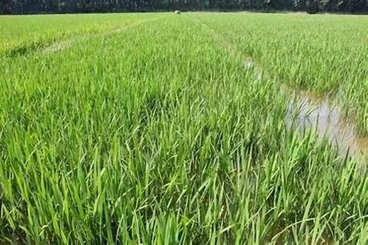 水稻叶面喷肥时间 水稻怎么施肥