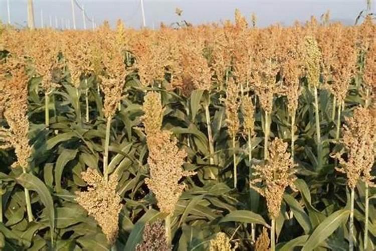 种植高粱用什么化肥