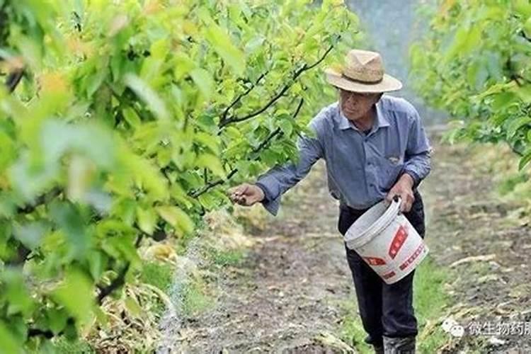 梨树彭果用什么化肥