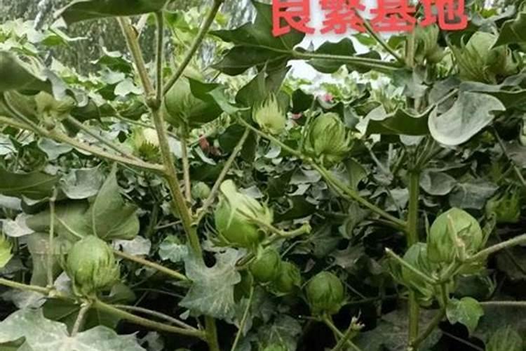 棉花后期喷什么叶面肥