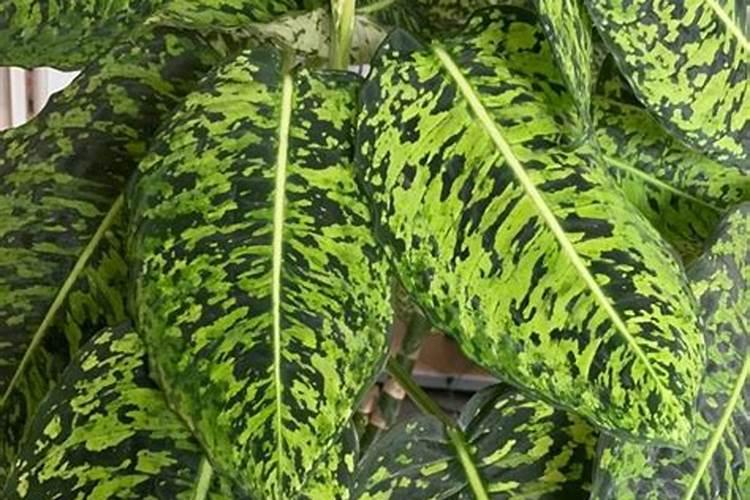 万年青需要什么肥料