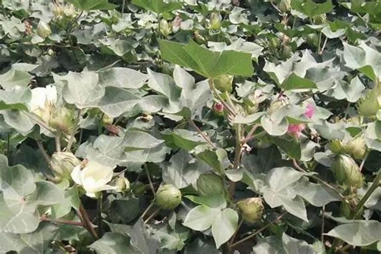 棉花每个生长周期的施肥方案 施肥用一铵还是用二铵