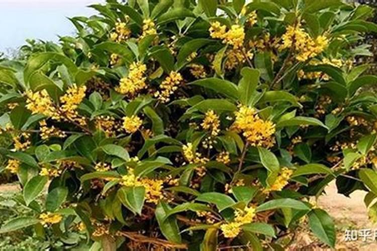 桂花开花前施什么肥
