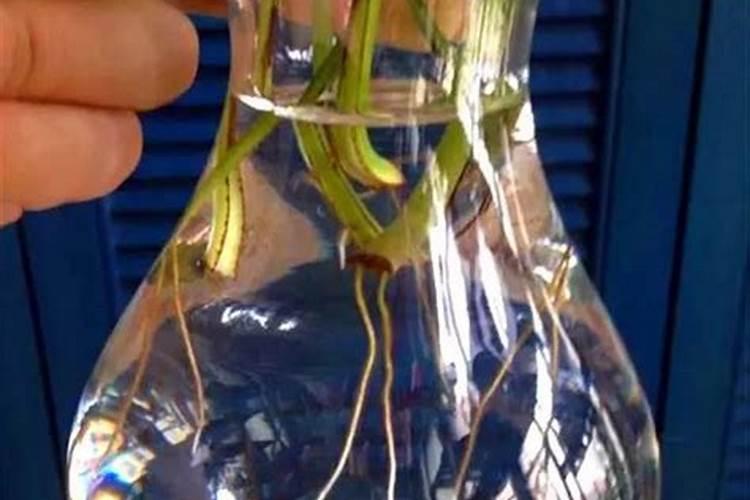 刚扦插成活的葡萄,施什么肥料最好？