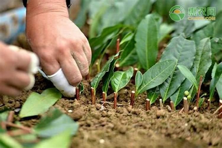 夏季扦插,哪种方法能让菊花生根快长势好？