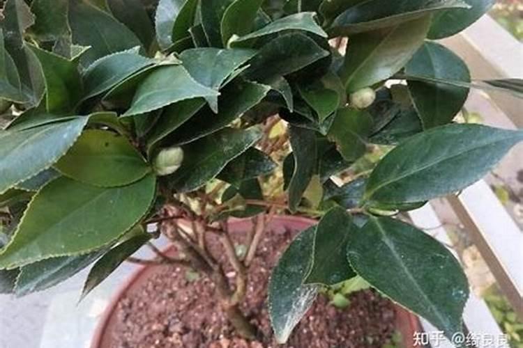 山茶花怎样养才能活？