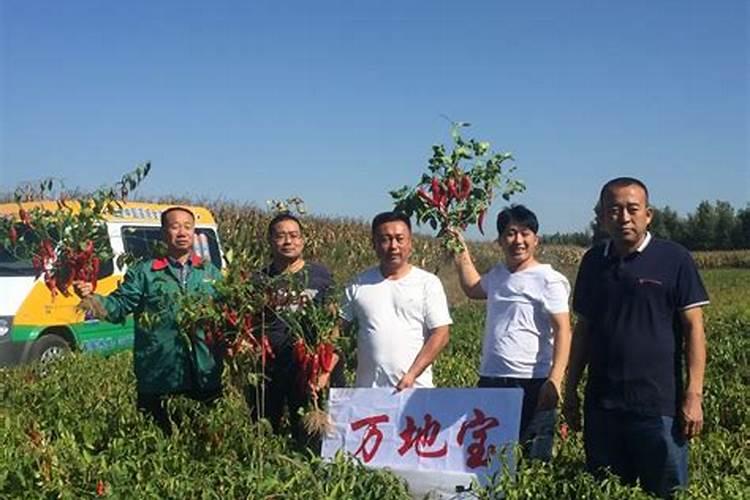 种辣椒用什么肥料好