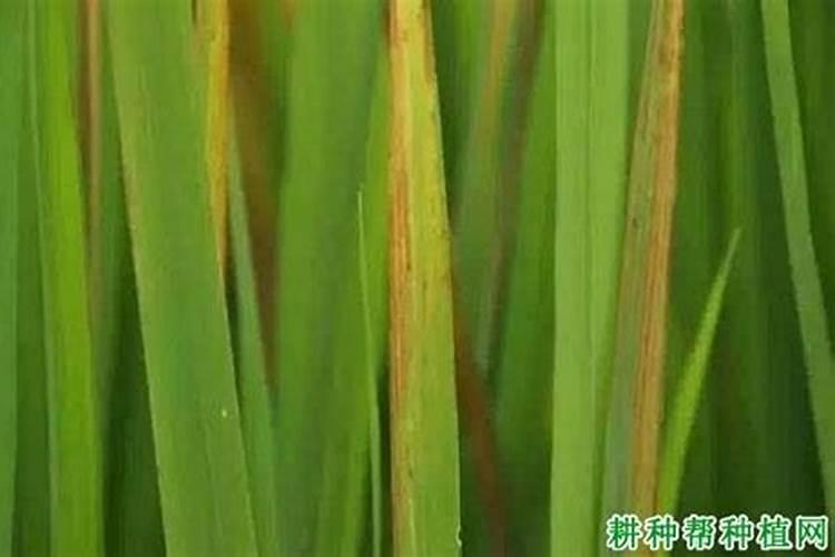 水稻赤枯病的症状是什么 防治方法有哪些