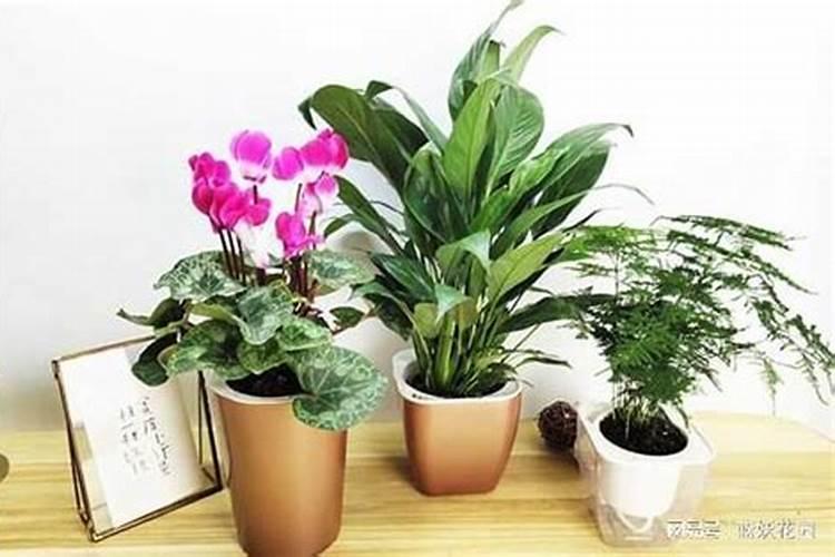 花卉施肥最佳时间是什么时候