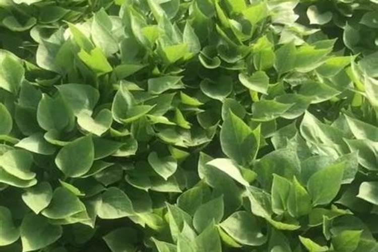 ​ 红薯在秋季里的施肥方法