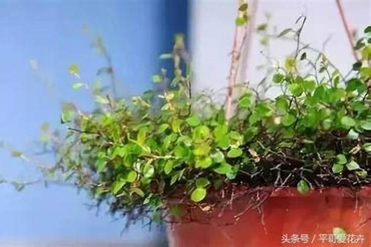 千叶兰的养护方法