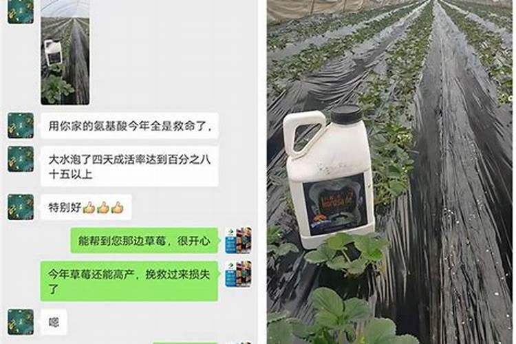 草莓什么时候期冲灌氨基酸水溶肥。