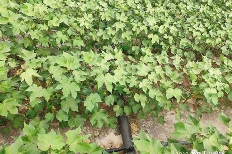 棉花花铃期施肥很重要,棉花花铃期如何施肥？