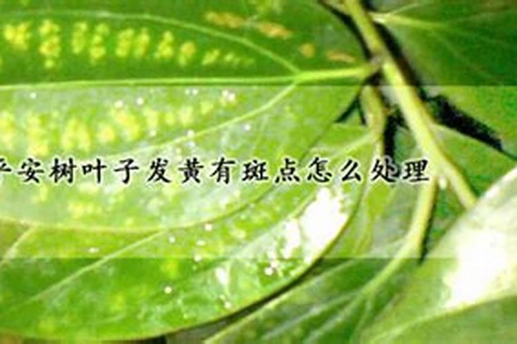 平安树施肥过多怎么办
