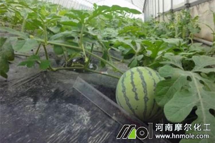 水溶复合肥在西瓜什么阶段使用？