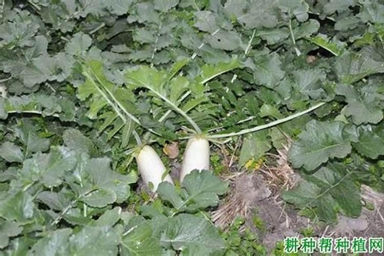 白萝卜应如何施肥 白萝卜的施肥方法