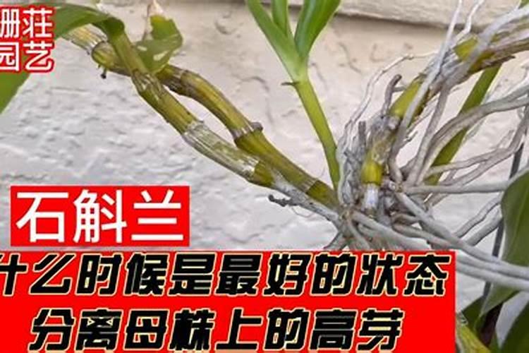 如何给石斛兰施肥与浇水？
