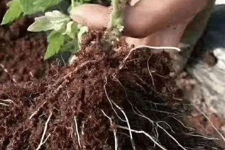 腐植酸肥料的使用方法有人知道吗？