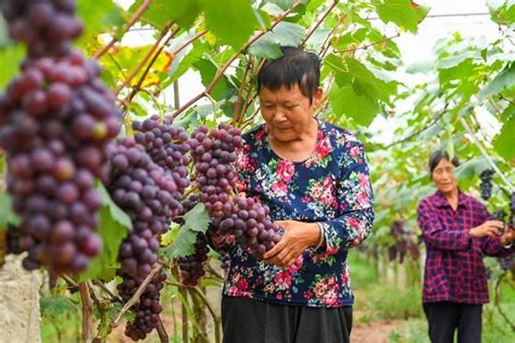 韭菜应该施什么肥