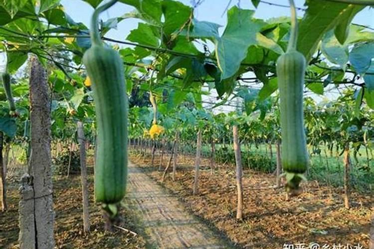 丝瓜种植中如何解决缺素问题