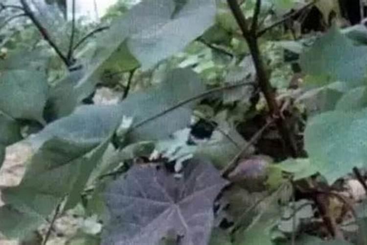 棉花硼肥过量花蕾会死吗