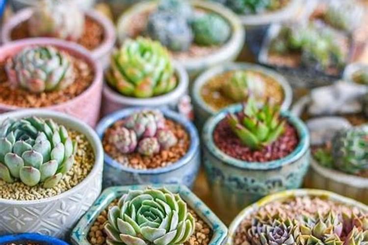 多肉植物上出现白斑怎么办？