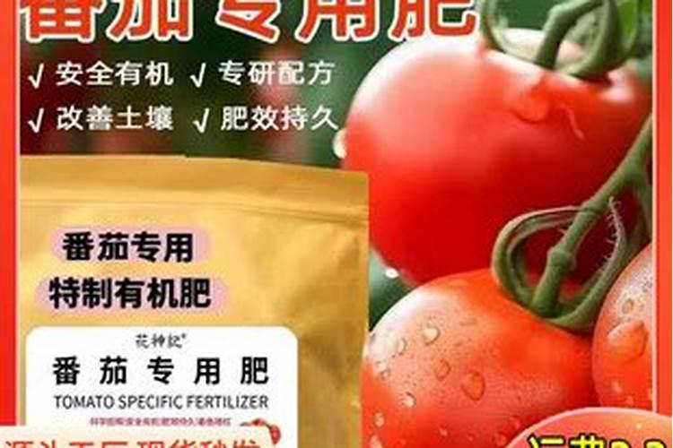 西红柿施肥规律及应对措施