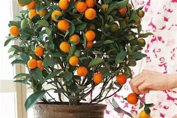 四季桔开花后要追肥吗？