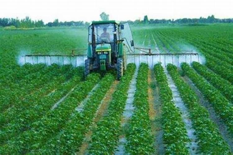 多粘类芽孢杆菌可以和海藻酸水溶肥一起浇碗豆吗？